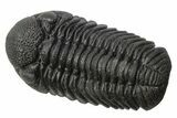 Phacopid (Morocops) Trilobite - Completely Removed From Rock! #249256-1